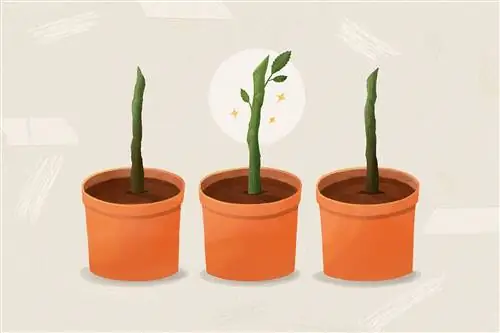 Шаг 8 дождитесь, пока черенок укоренится