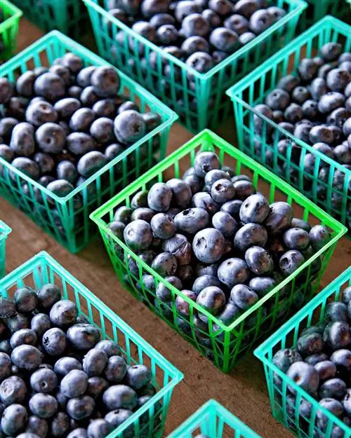 7 лучших продуктов для мозга, улучшающих память и концентрацию