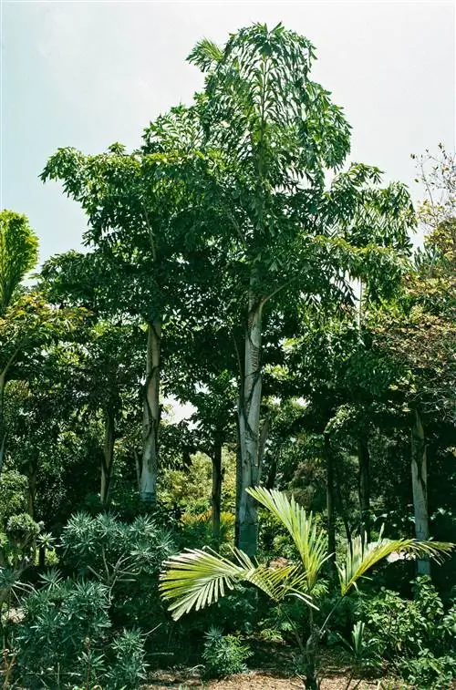 Тодди рыбий хвост пальма