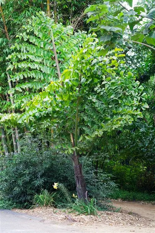 Гигантская пальма «рыбий хвост»