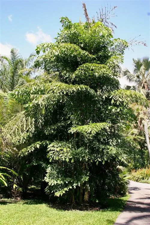 Слипшаяся пальма «рыбий хвост»