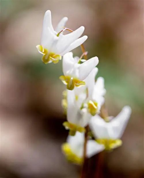 Кровоточащее сердце Dicentra cucullaria «Галки голландца»