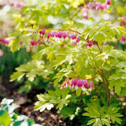 Кровоточащее сердце Dicentra spectabilis «Золотое сердце»