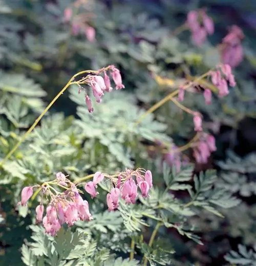 Кровоточащее сердце с бахромой Dicentra eximia