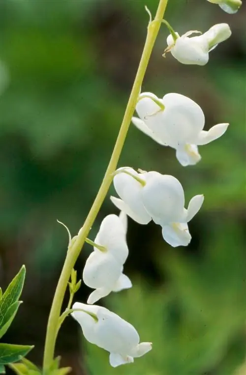 Белое старомодное кровоточащее сердце Dicentra spectabilis