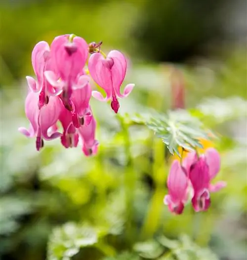 Кровоточащее сердце Дицентра "Король червей"