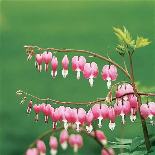 Старомодное кровоточащее сердце Dicentra spectabilis