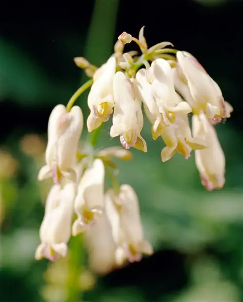 Кровоточащее сердце 'Langtrees' Dicentra Formosa