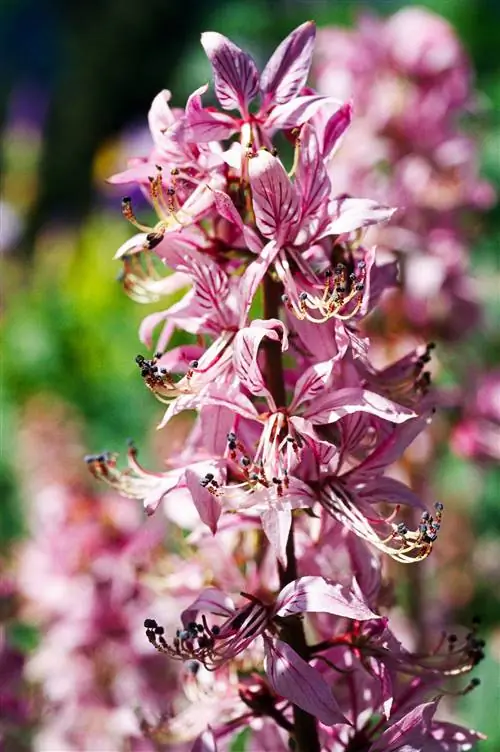 фиолетовый газовый завод