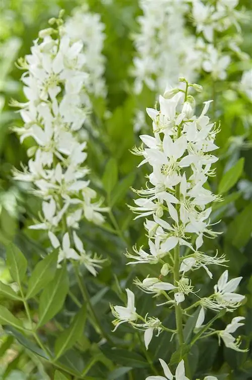 установка белого газа