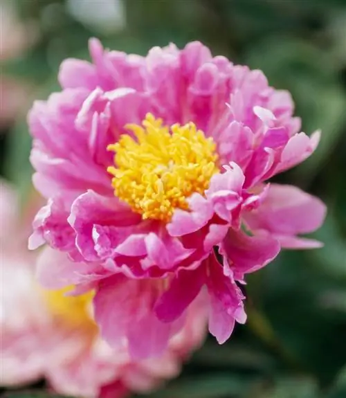 сладкий марджори пион