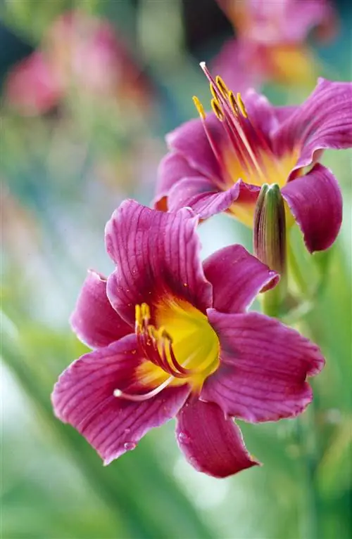 Лилейник Литл Грапетт