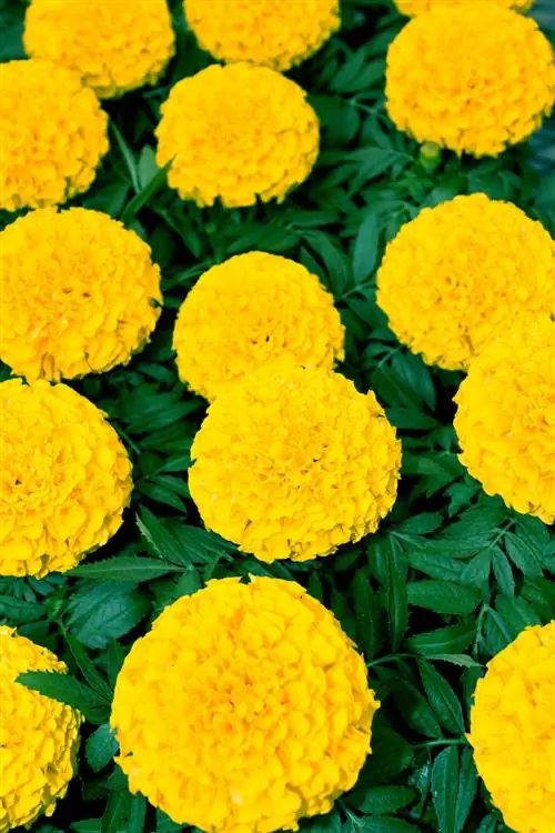 Африканские бархатцы "Тайшань Голд"