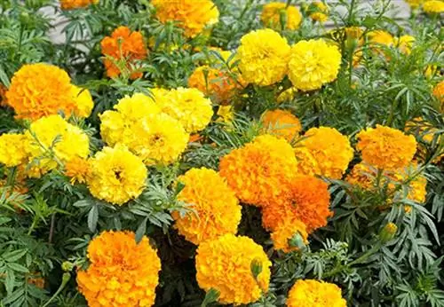 Крекерджек бархатцы