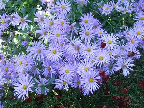 Синие астры