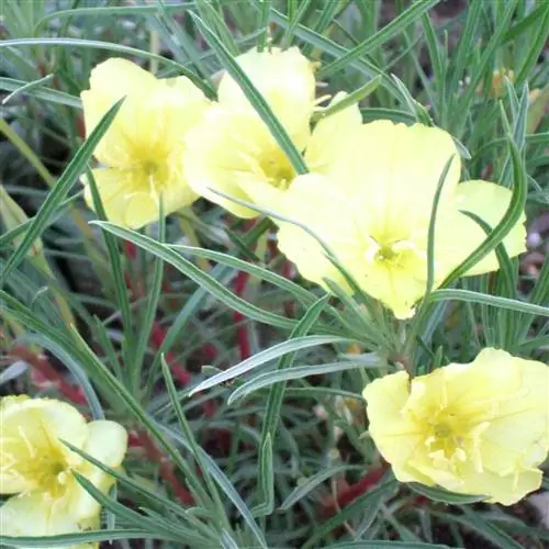 Шиммер Примула вечерняя