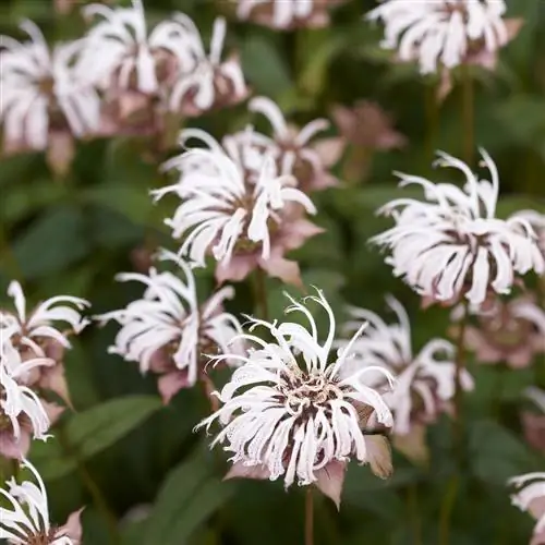 Бредбери пчелиный бальзам