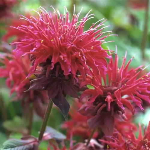 Кембриджский алый пчелиный бальзам