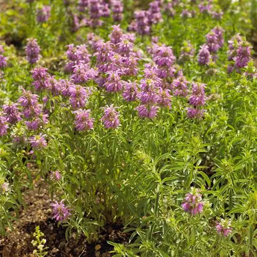 Ламбада пчелиный бальзам