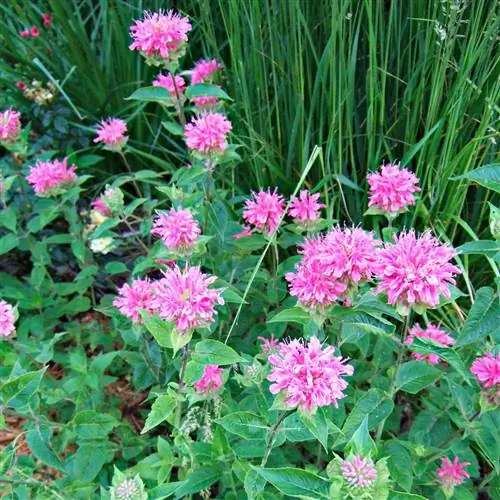 Пчелиный бальзам Petite Delight