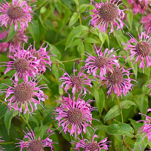 Пчелиный бальзам "Цыганская прерия"