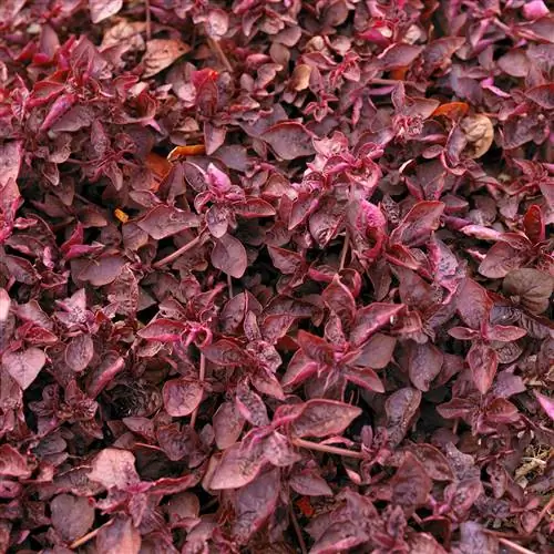 Alternanthera ficoidea, пальто Иосифа