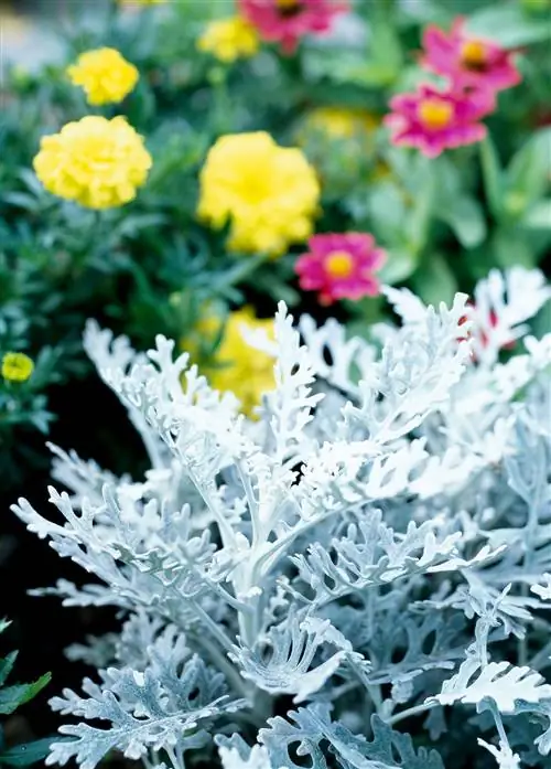 пыльный мельник Senecio cineraria