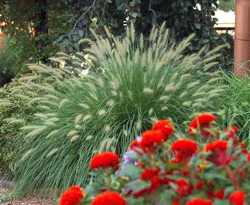 фонтанграсс