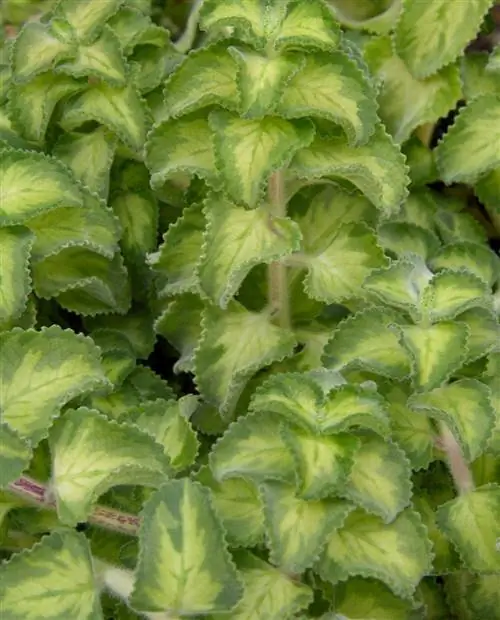 Plectranthus amboinicus Охра пламя