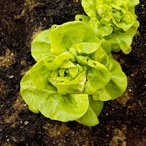 Салат маслята 'Баттеркранч'