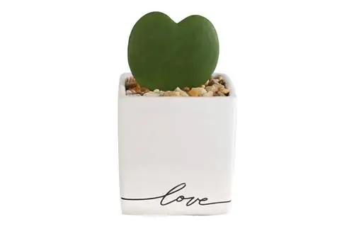 Costa Farms Live Indoor Hoya Heart