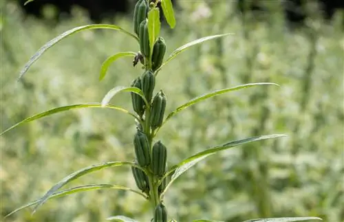 Как сажать, выращивать и ухаживать за кунжутом