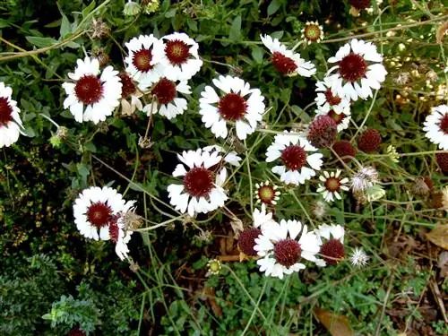 Белые и фиолетовые цветы Firewheel