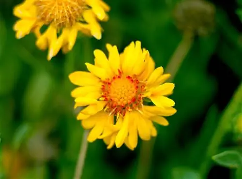 Одеяло-цветок 'Amber Wheels'