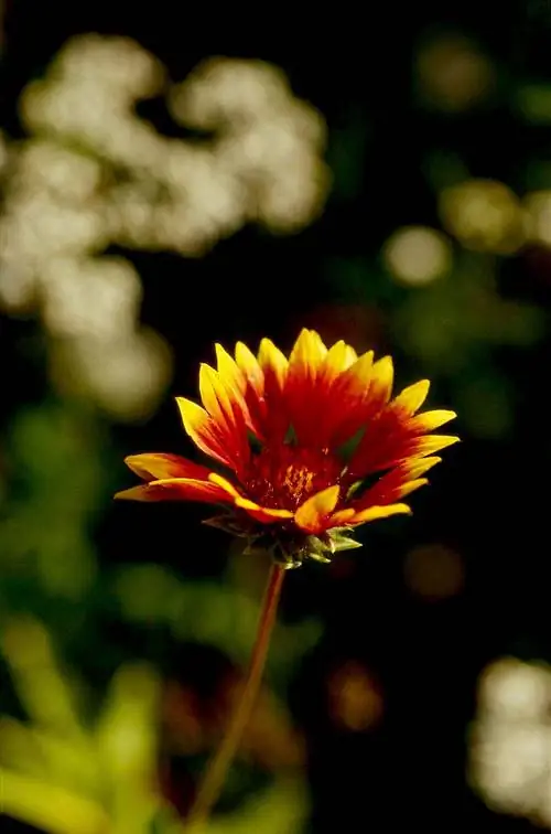 Цветок-одеяло "Гоблин"