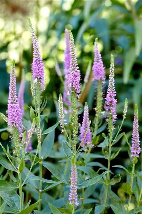 Фиолетовые вероники в саду