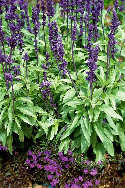 Фиолетовый шалфей и шалфей