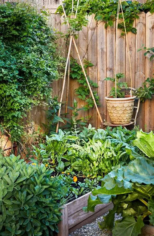 малиновый куст, обернутый бамбуковыми шестами