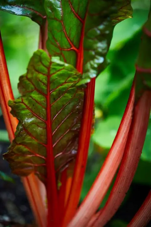 крупный план швейцарского мангольда