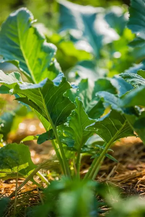 крупный план рукколы