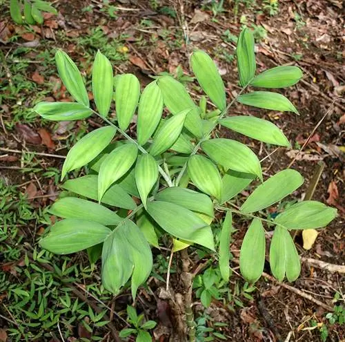 бархатная пальма хамедорея адсценденс