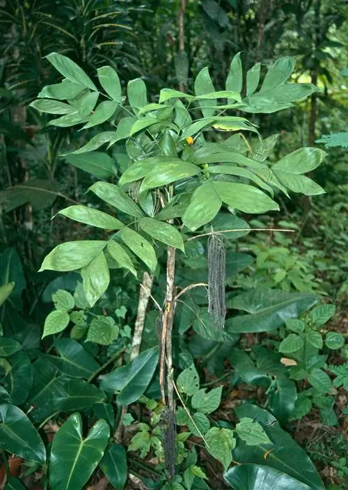 пальма кауки хамедорея продолговатая
