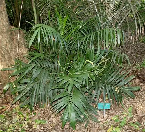 карликовая бамбуковая пальма хамедорея радикалис