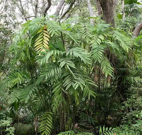 выносливая бамбуковая пальма хамедорея микроспадикс