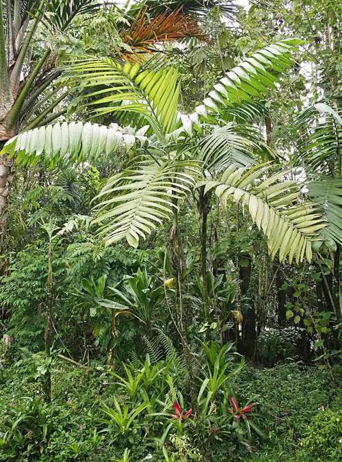 пальма пакайя хамаэдорея тепехилоте