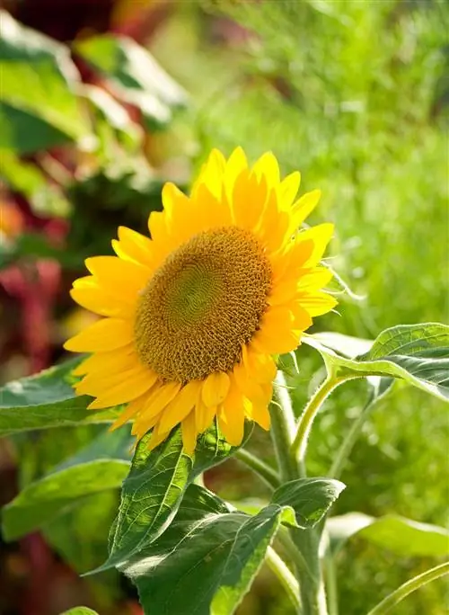 Helianthus annuus обыкновенный цветение подсолнуха