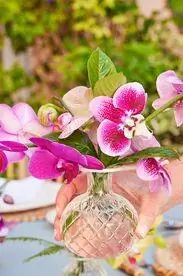 орхидеи аэрин лаудер