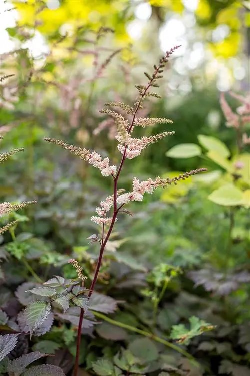 бледно-розовая астильба 'шоколадный сёгун'