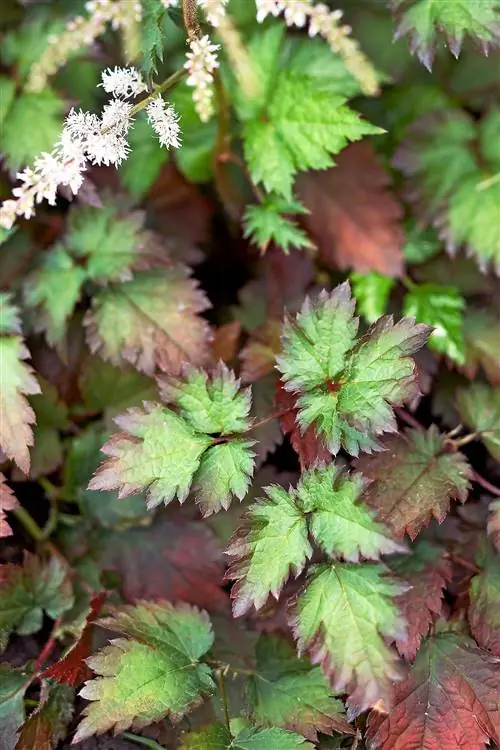 астильба колор флеш с белыми цветами