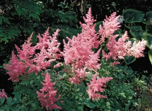 астильба федерзее розовая
